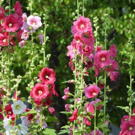 Hollyhock Mix Seed 100 Seeds - Alcea rosea Heirloom Seeds - White to Dark red, Including Pink, Yellow and Orange Edible Flower Seeds